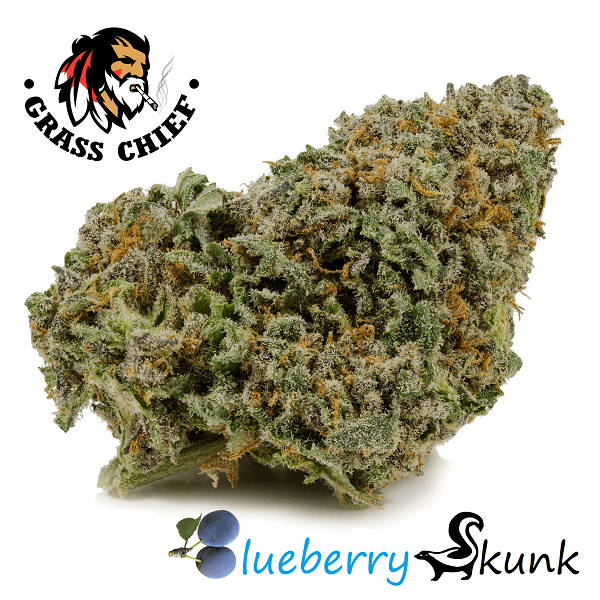 Blueberry Skunk strain