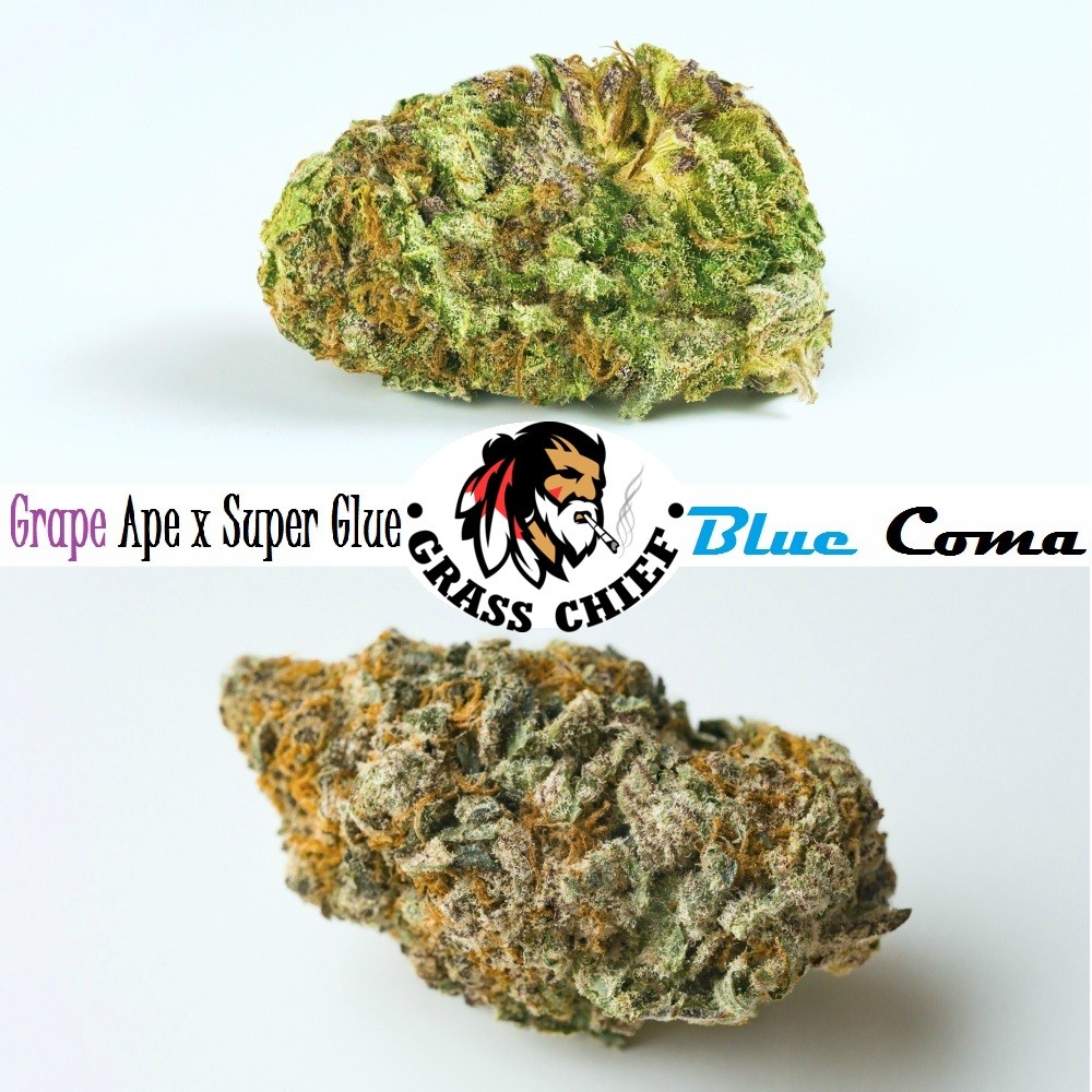 Blue-Coma-Grape-Ape-x-Super-Glue-Combo-Grass-Chief