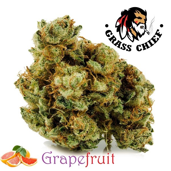 Buy Grapefruit AAAA at Grasschief.com