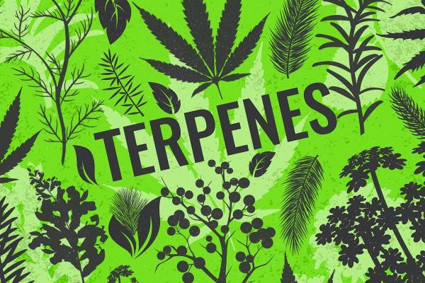 The Tasty World of Terpenes