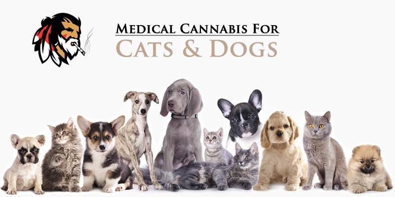 Medical Cannabis for Cats & Dogs