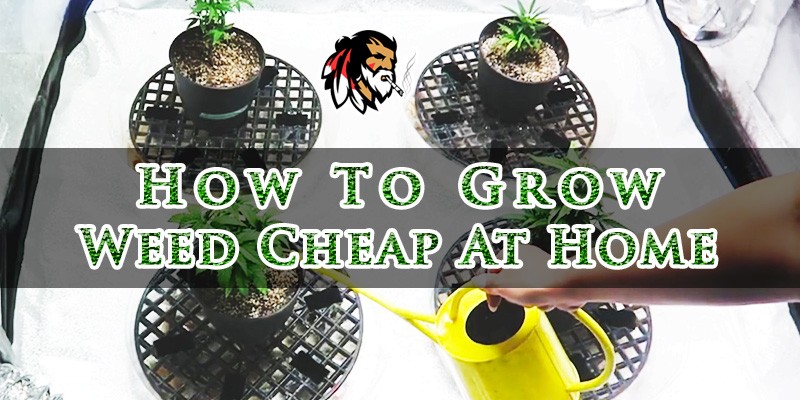 How to Grow Weed Cheap at Home