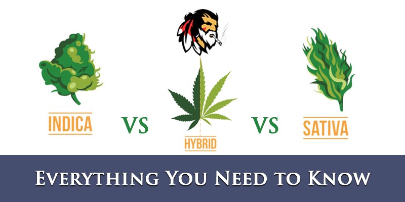 Indica vs Sativa vs Hybrid - Everything You Need to Know