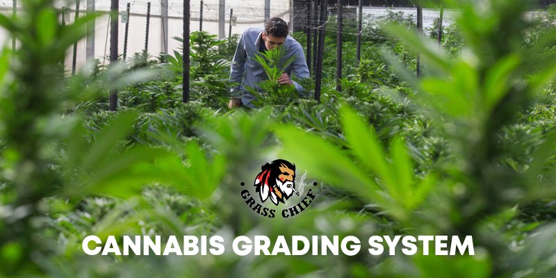Cannabis Grading System