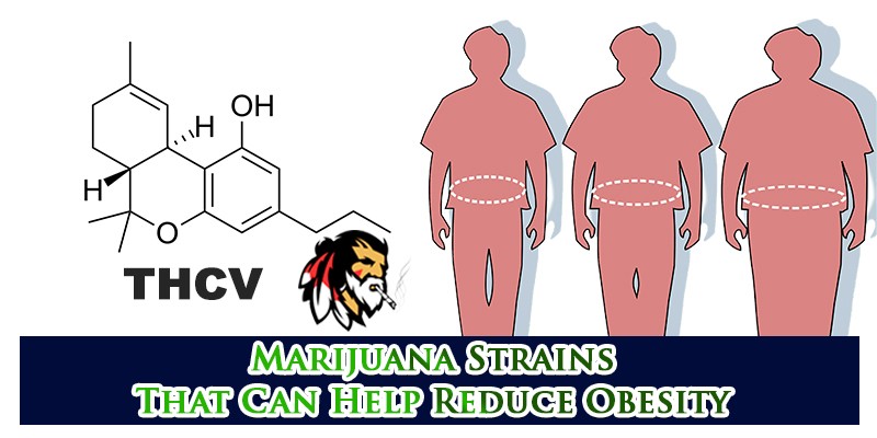 Marijuana Strains That Can Help Reduce Obesity