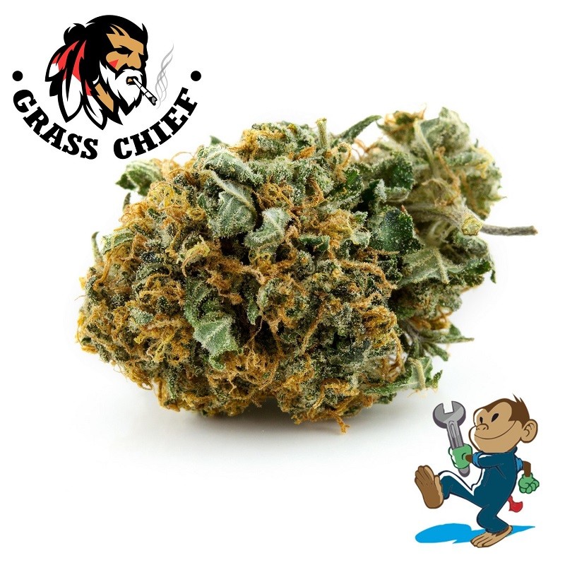 Buy Grease Monkey AAA at Grasscheif.com