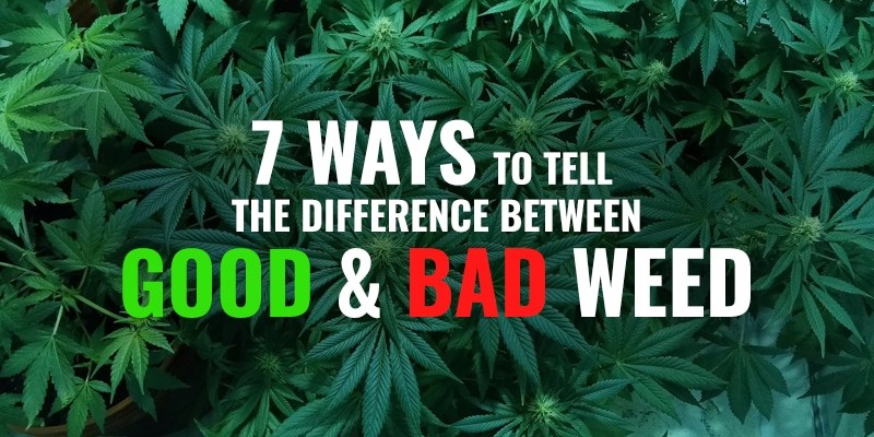 difference between good and bad weed