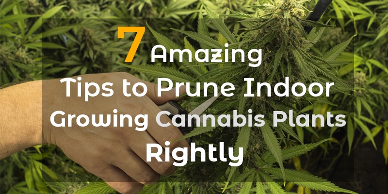 7 Amazing Tips to Prune Indoor Growing Cannabis Plants Rightly