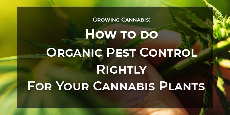 How to do Organic Pest Control