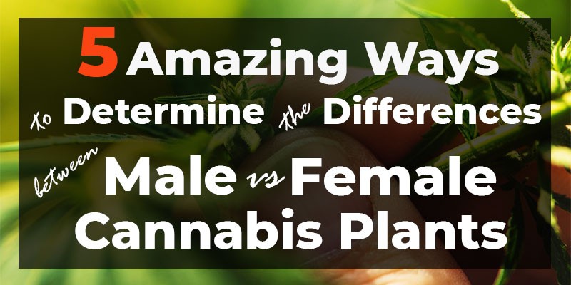 The Differences Between Male vs. Female Cannabis Plants