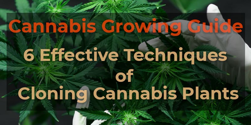 Effective Techniques of Cloning Cannabis Plants