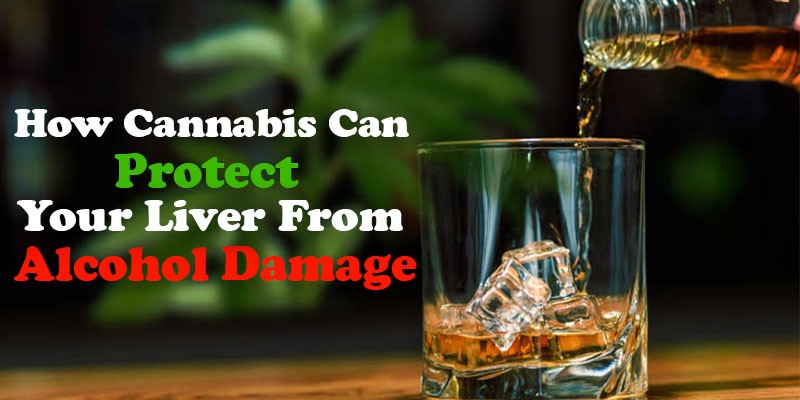 How Cannabis Can Protect Your Liver From Alcohol Damage