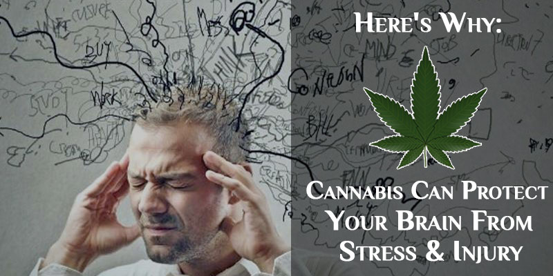 Cannabis Can Protect Your Brain From Stress & Injury