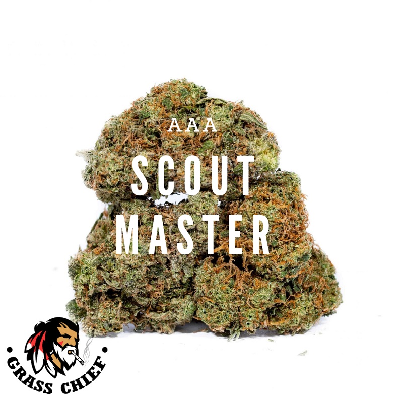 Scout Master strain